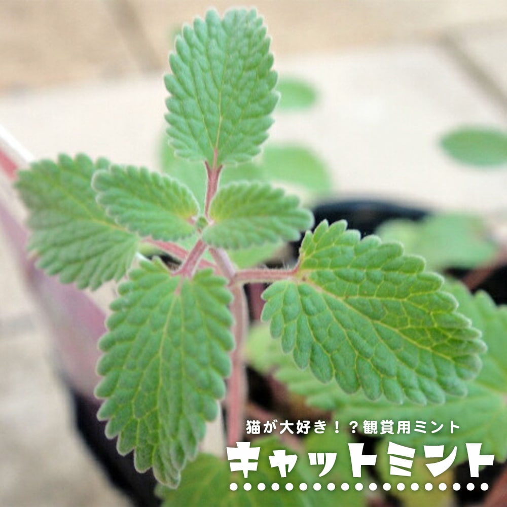 ミント キャットミント 