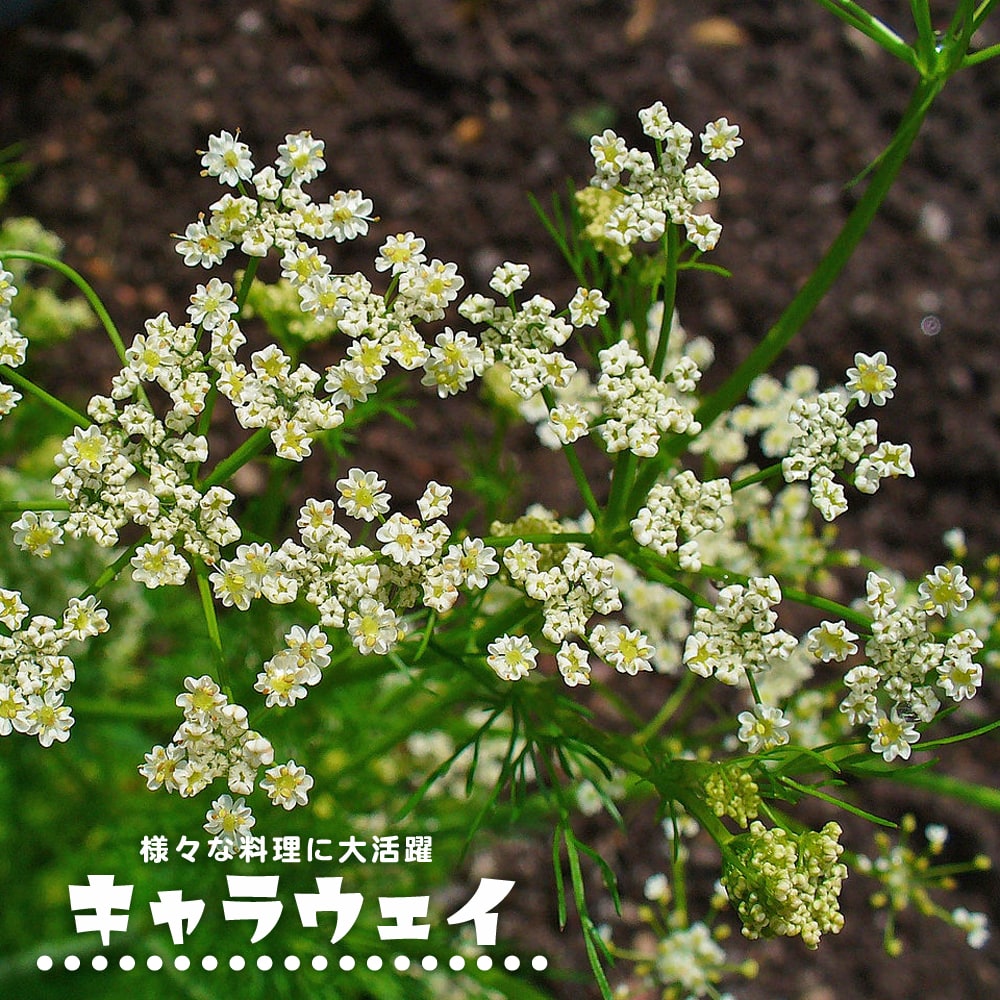 キャラウェイ キャラウェイ 