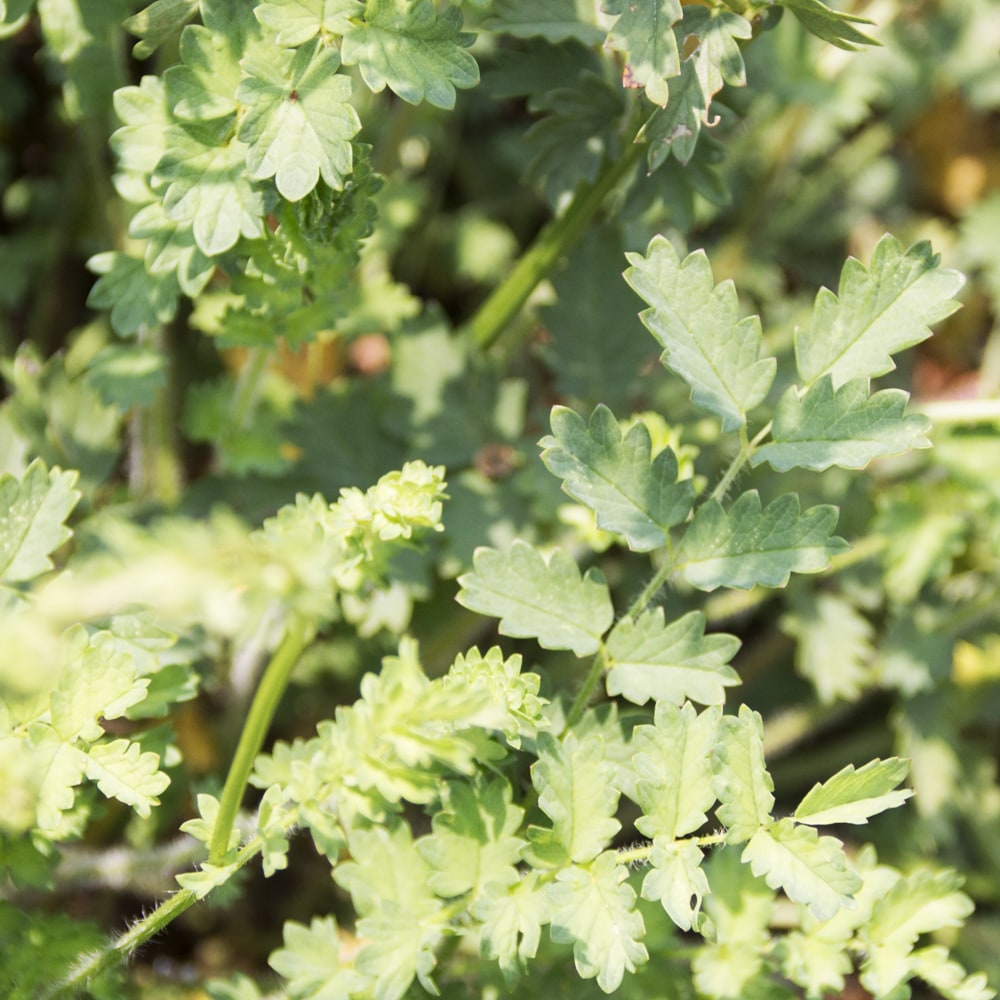 サラダバーネット サラダバーネット 1