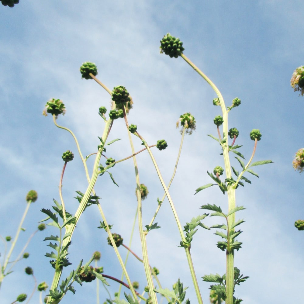 サラダバーネット サラダバーネット 2