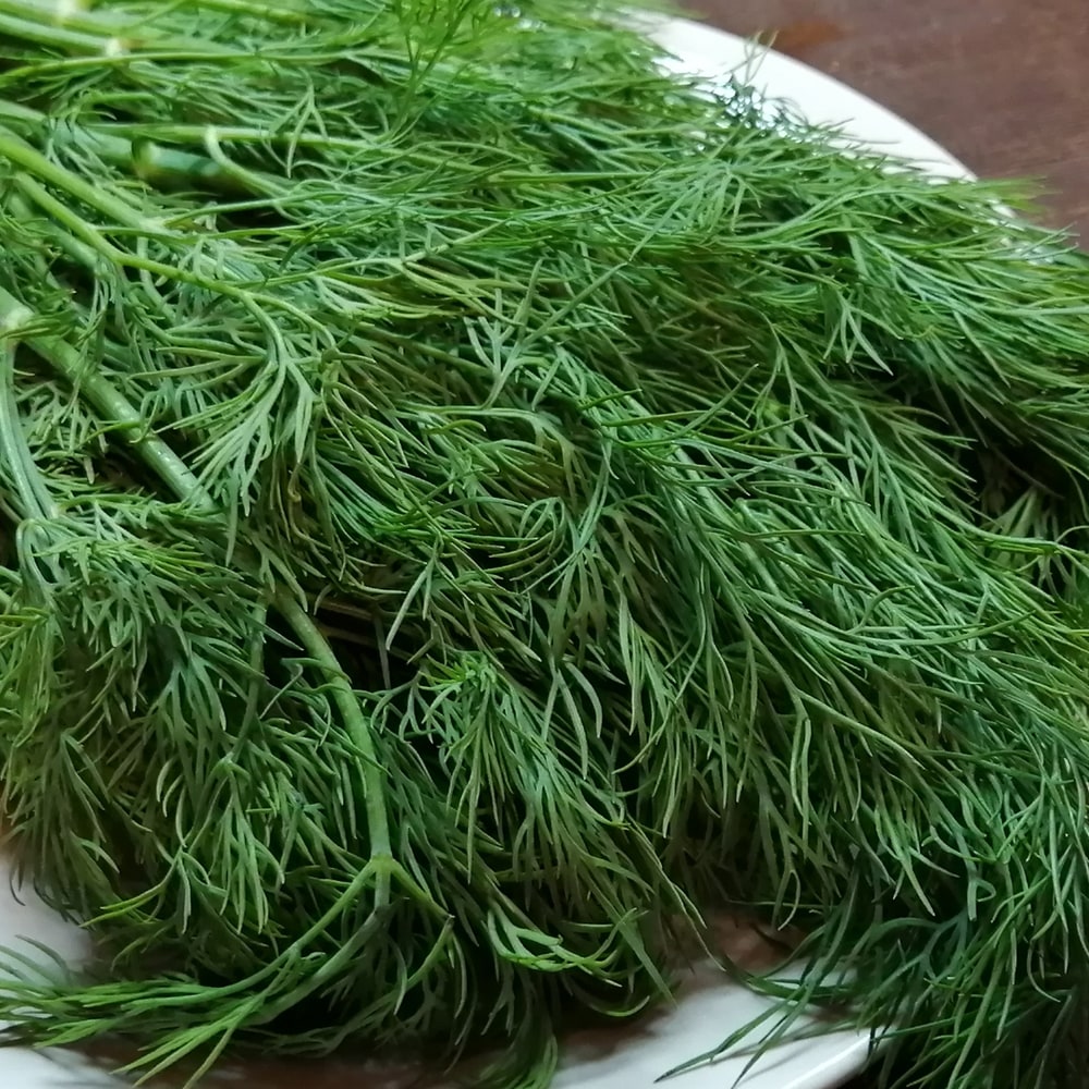 ディル ディル 1