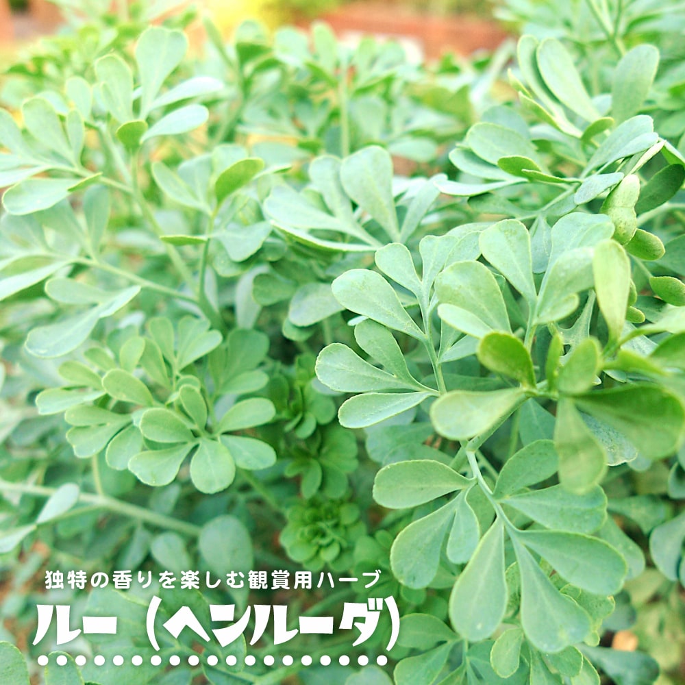 ルー ルー（ヘンルーダ） 