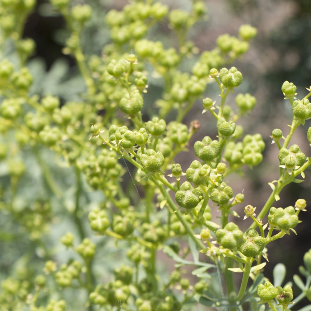 ルー ルー（ヘンルーダ） 1