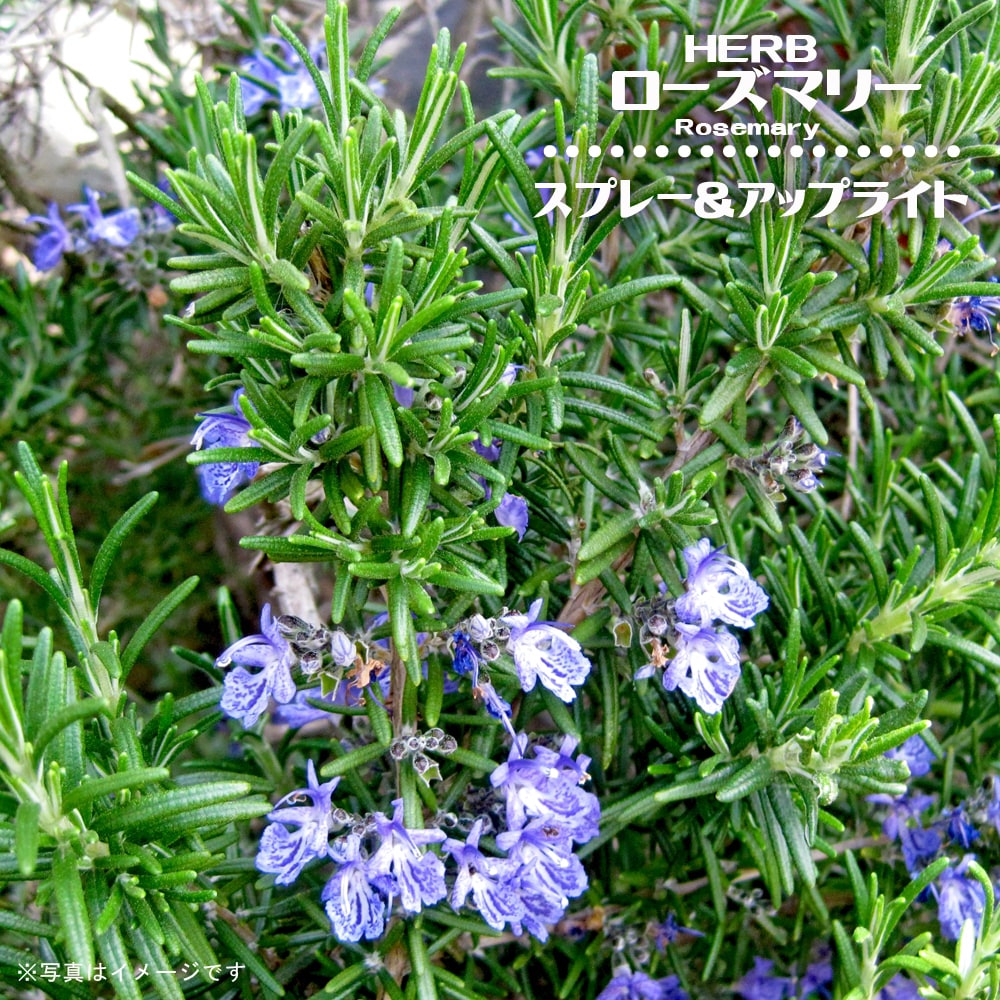 ローズマリー スプレー＆アップライト 