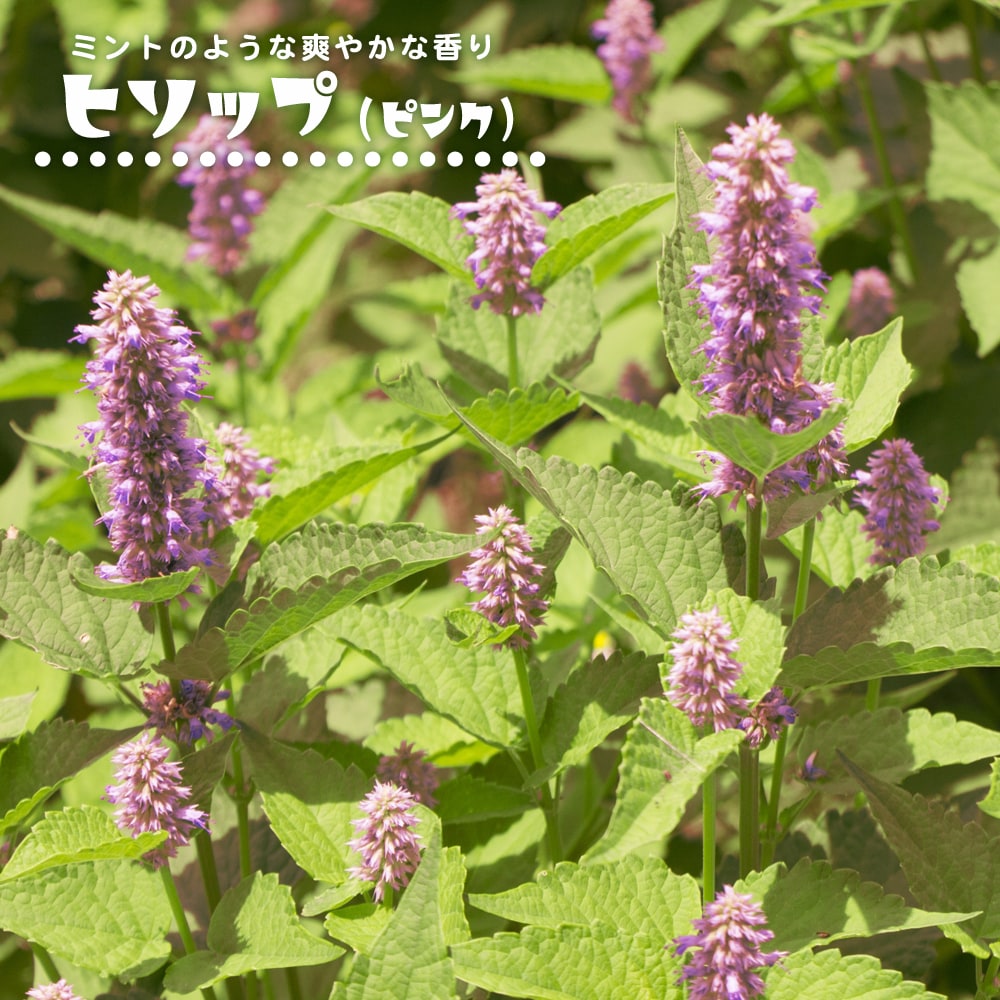 ヒソップ ヒソップ（ピンク） 