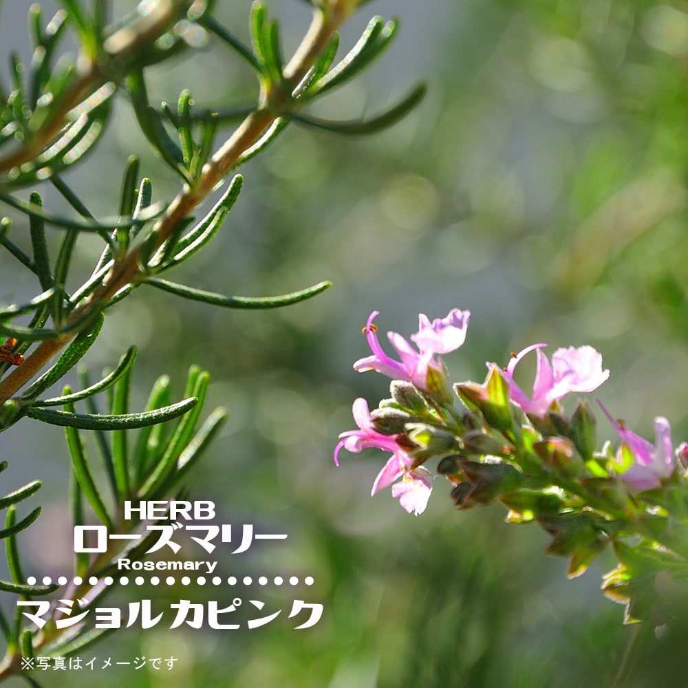 ローズマリー マジョルカピンク 