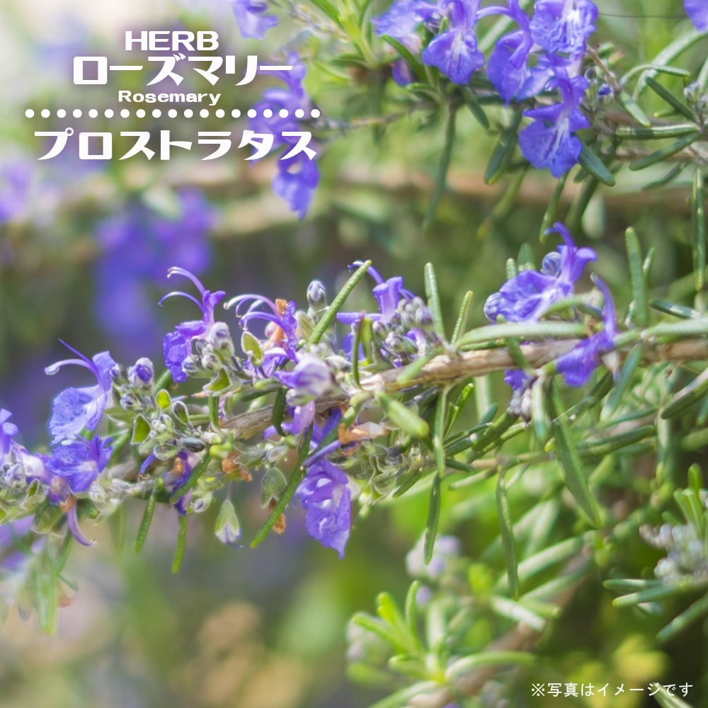 ローズマリー プロストラタス 