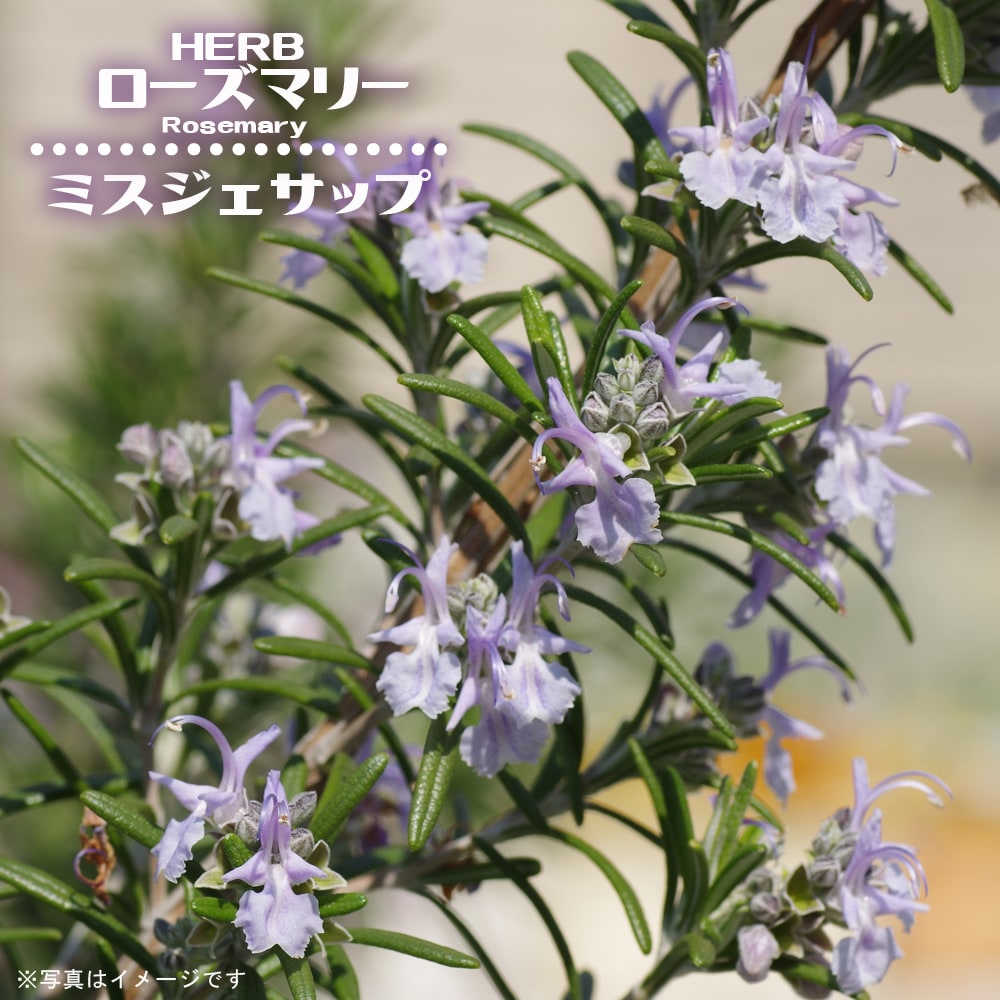 ローズマリー ミスジェサップ 2