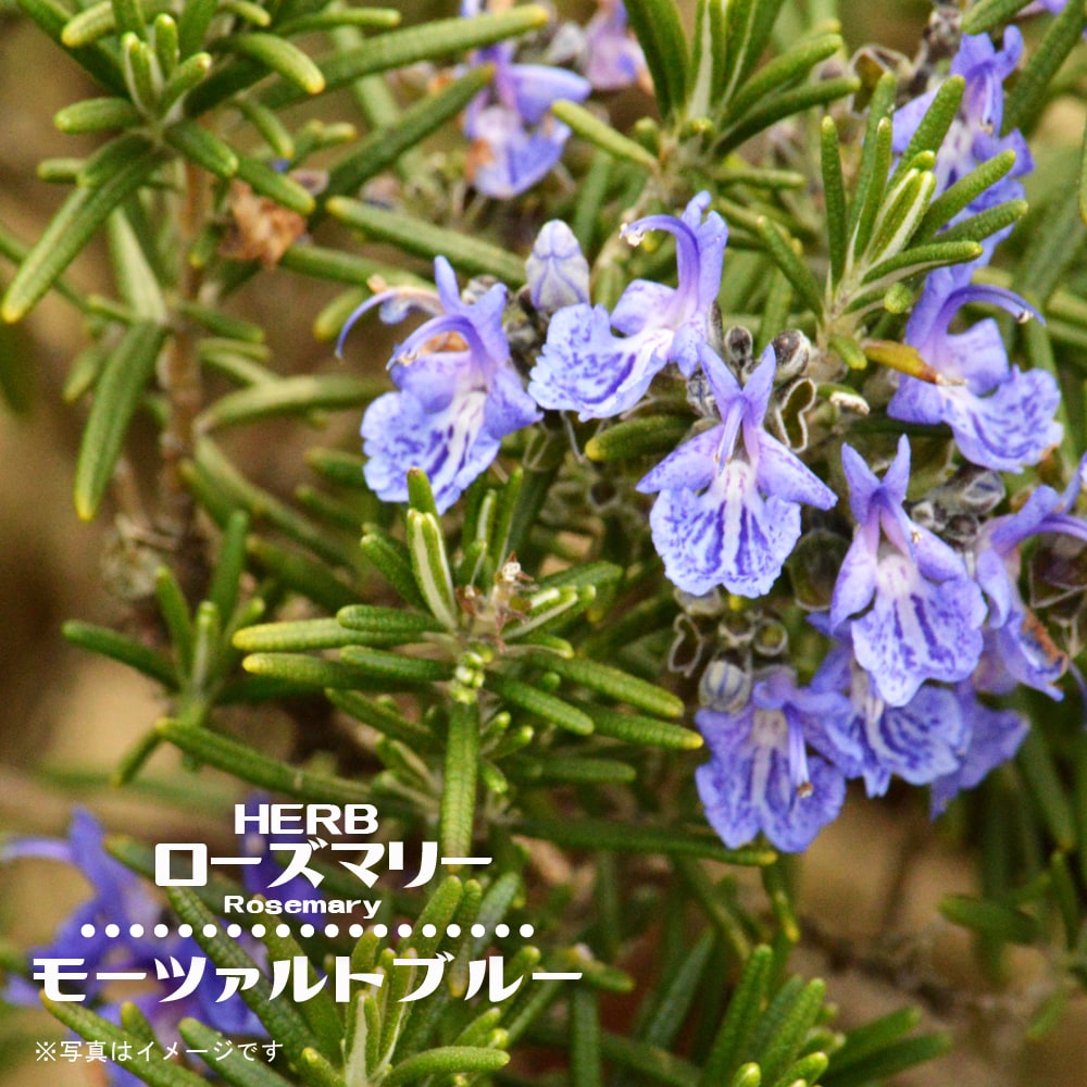 ローズマリー モーツァルトブルー 2