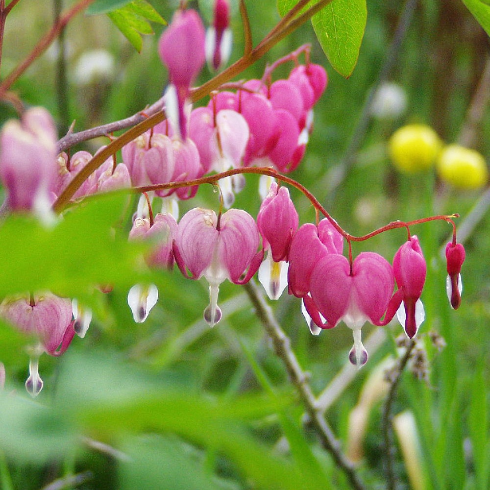 ディセントラ スペクタビリス 3