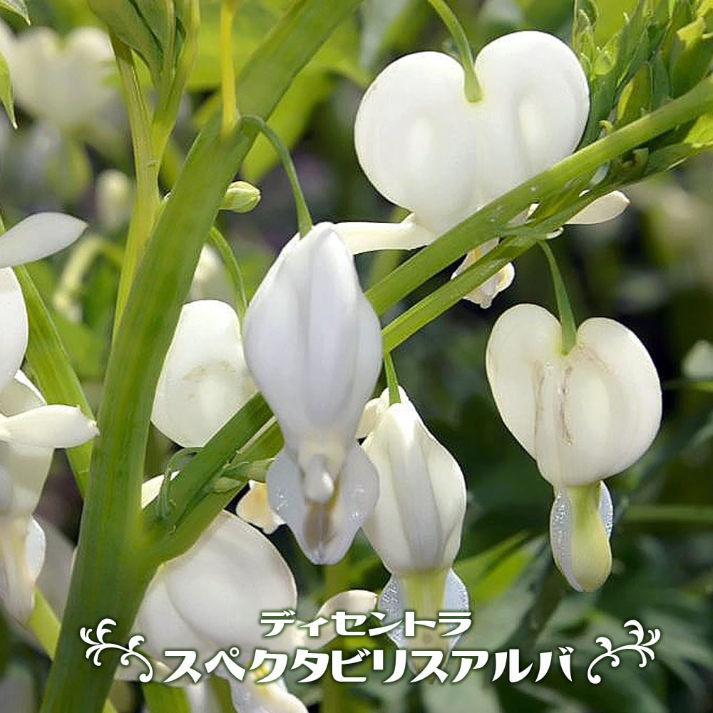 ディセントラ スペクタビリスアルバ 