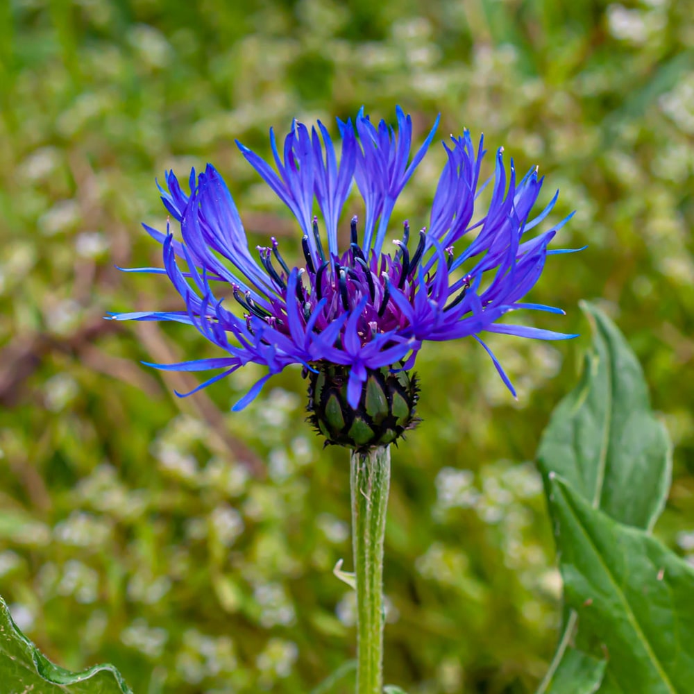 セントーレア モンタナ 苗 販売 苗木部 By 花ひろばオンライン