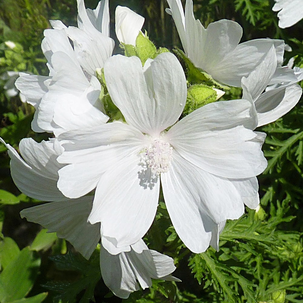 マルバ モスカータ アルバ 3