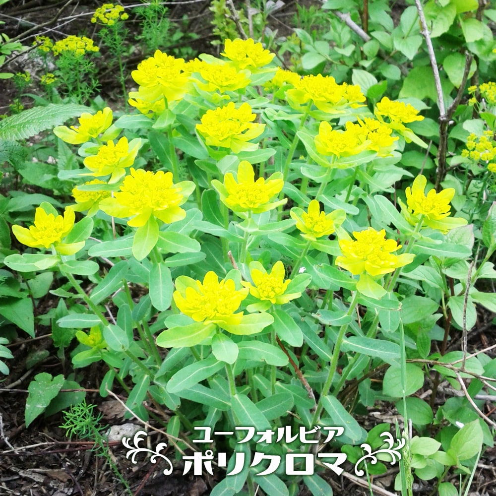 ユーフォルビア ポリクロマ 
