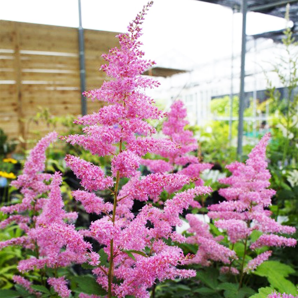 アスチルベ リズムアンドブルース 1