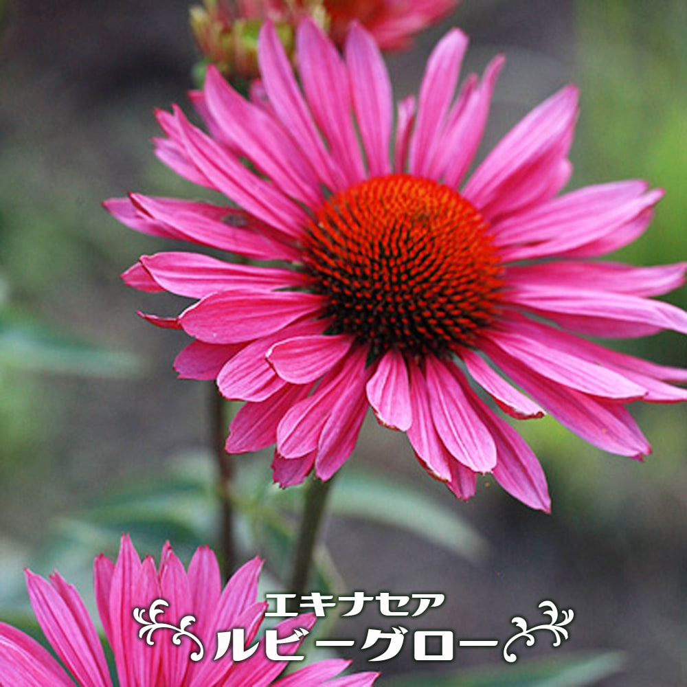 エキナセア ルビーグロー 