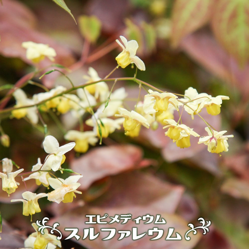 エピメディウム スルファレウム