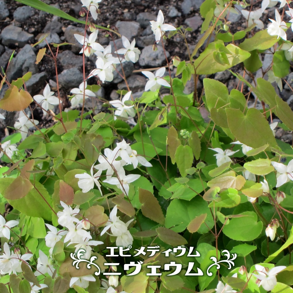 エピメディウム ニヴェウム 