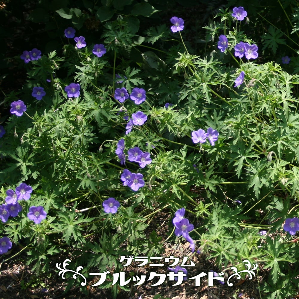 ゲラニウム ブルックサイド 