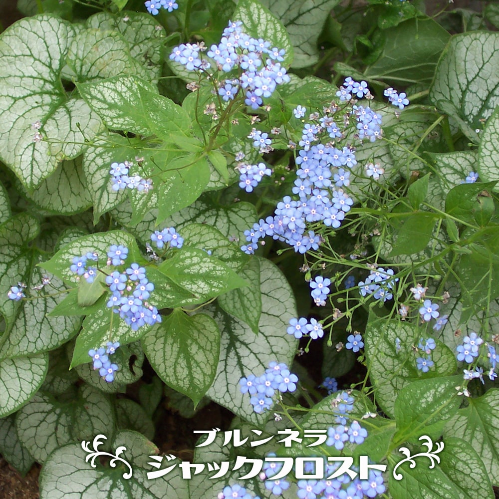 ブルンネラ マクロフィラ ジャックフロスト 