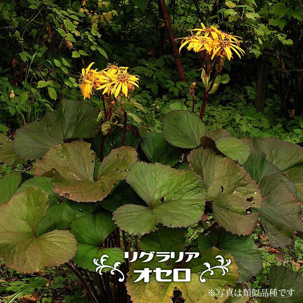 リグラリア オセロ 