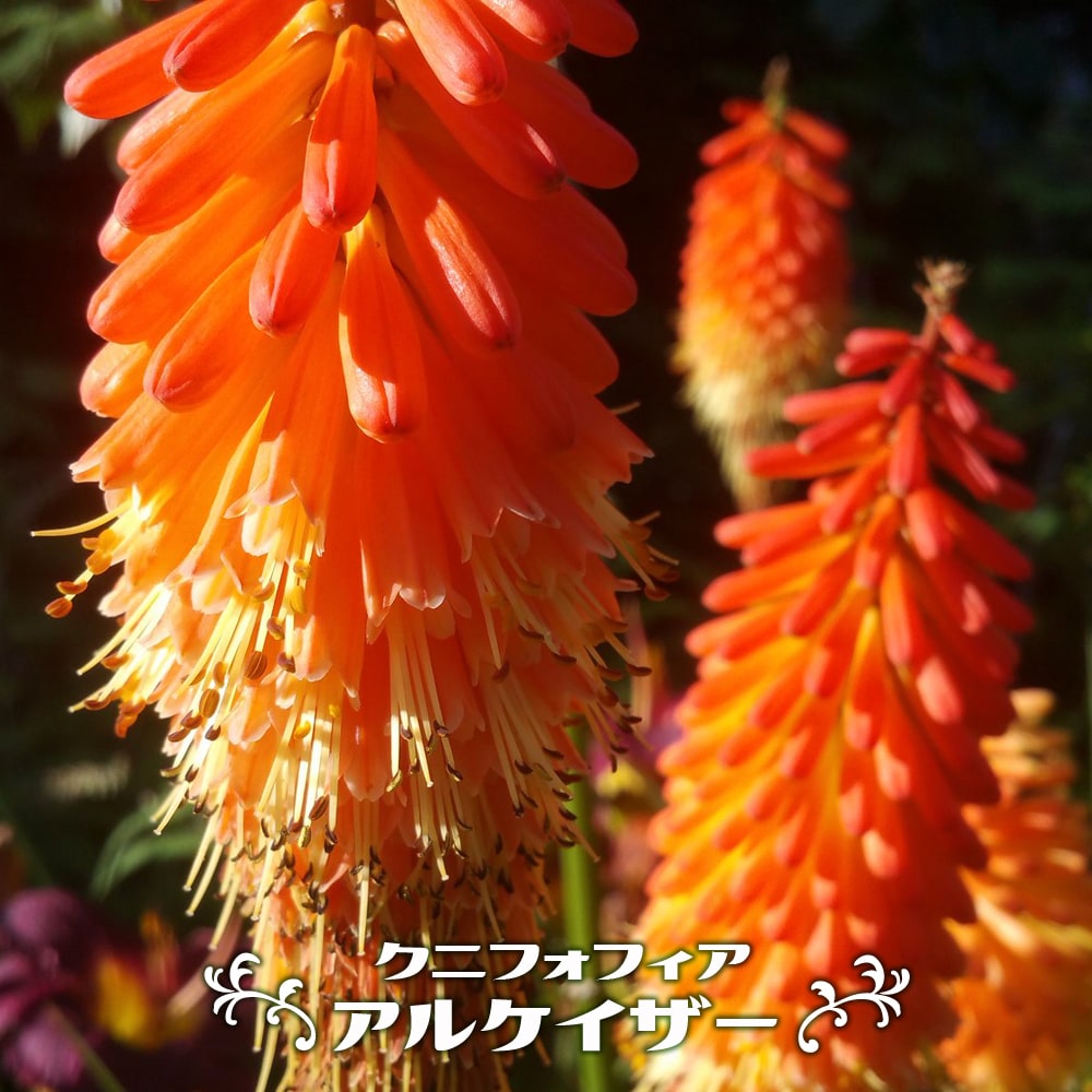 クニフォフィア アルケイザー 