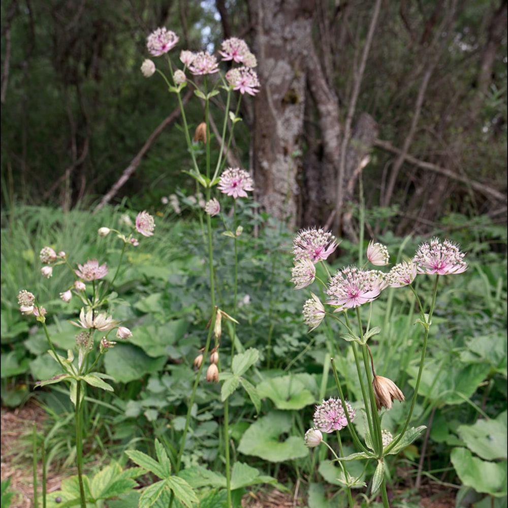 アストランティア マヨール 2