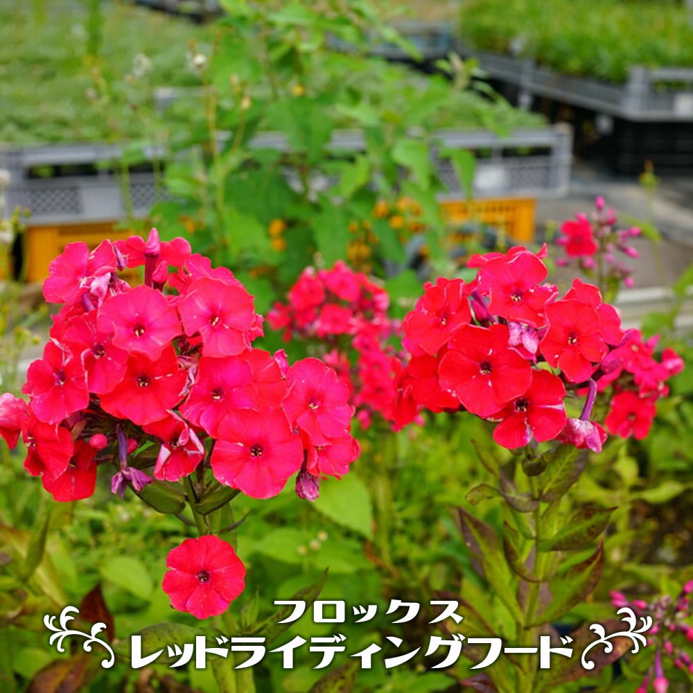 フロックス レッドライディングフードの花