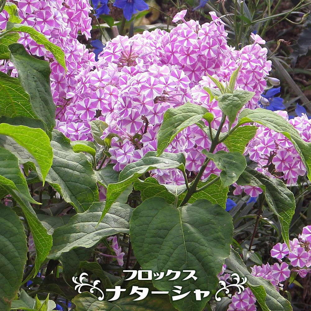 フロックス ナターシャ