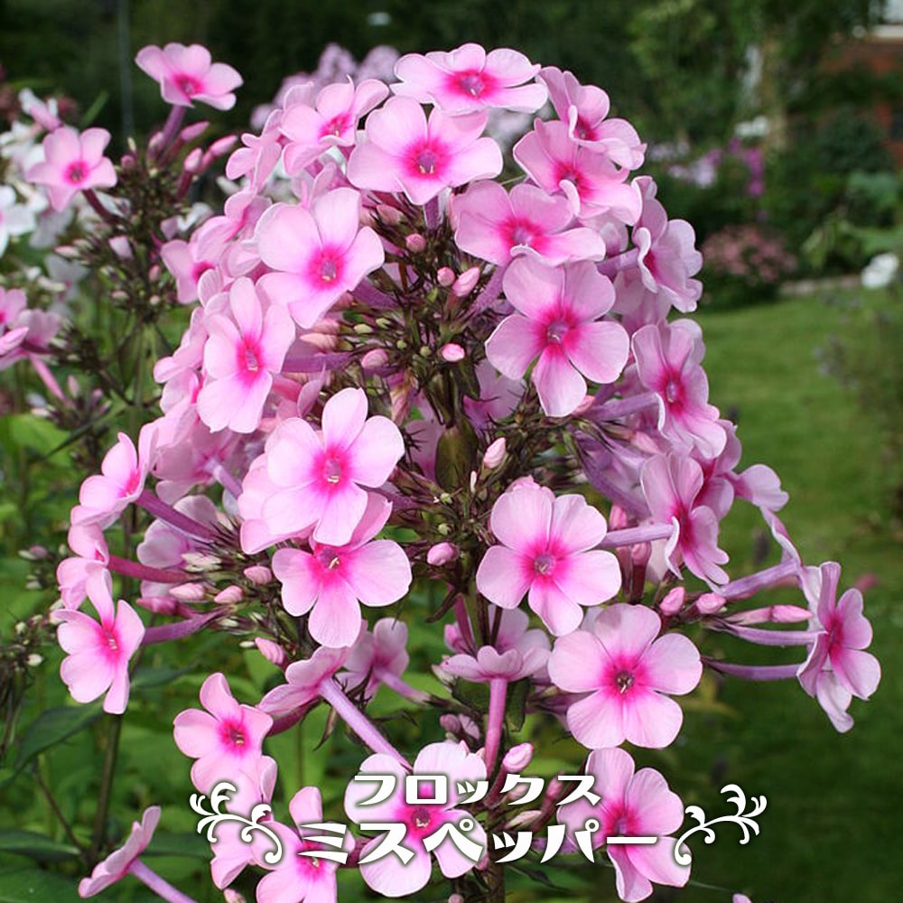 フロックス ミスペッパー 