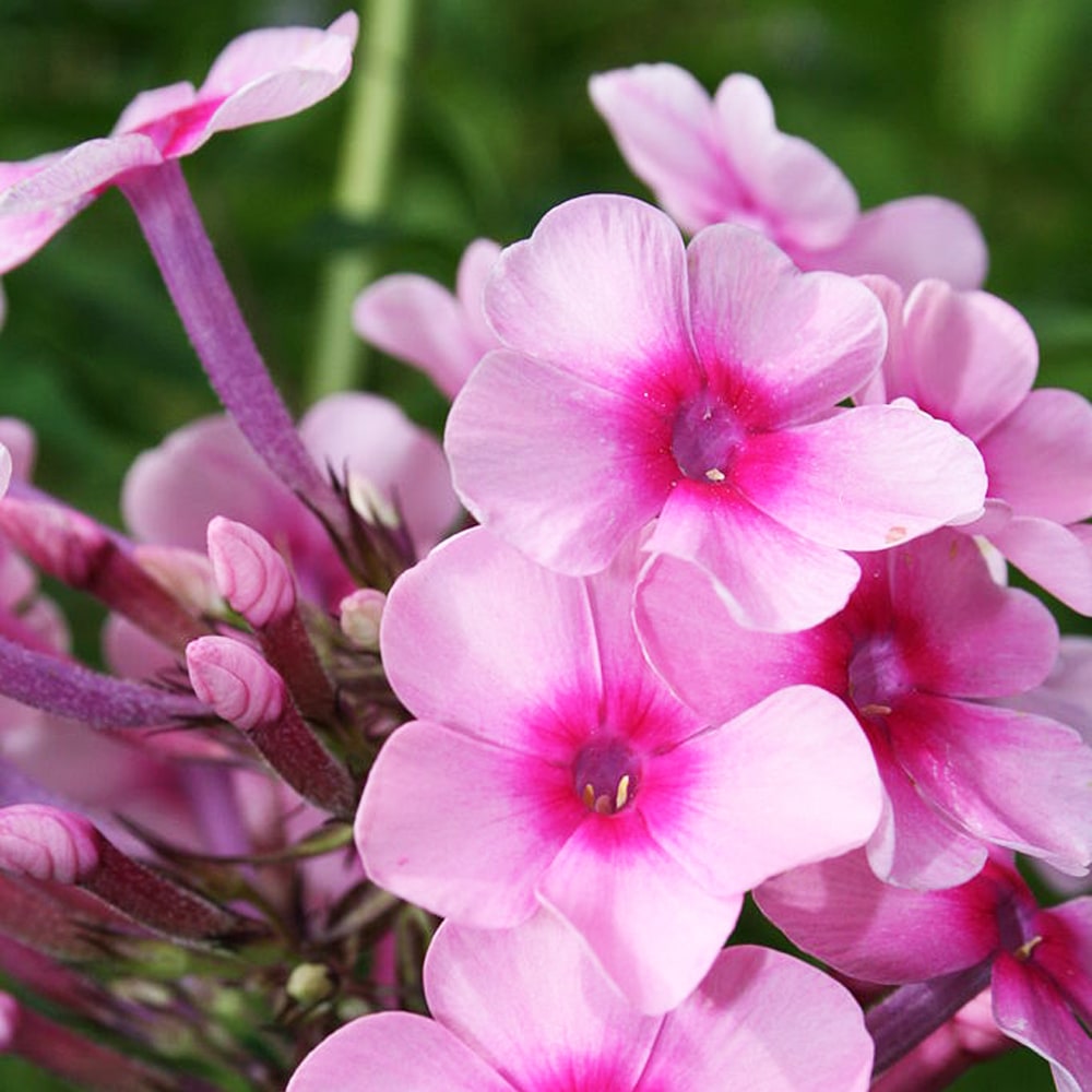 フロックス ミスペッパー 1