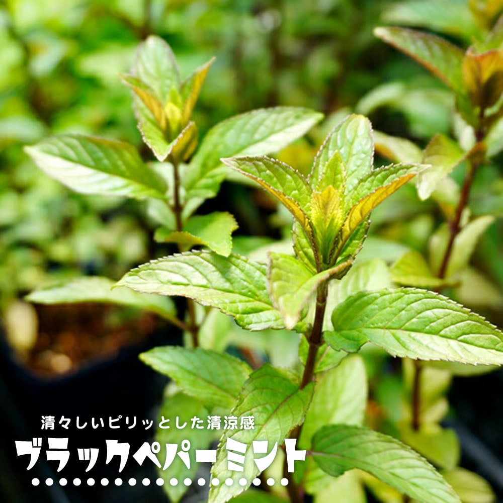 ミント ブラックペパーミント 