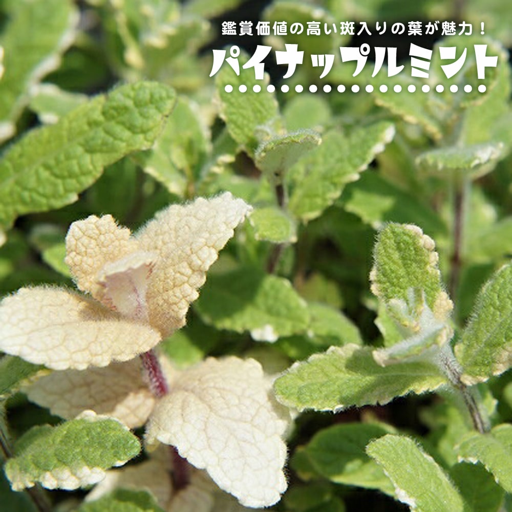 ミント パイナップルミント 