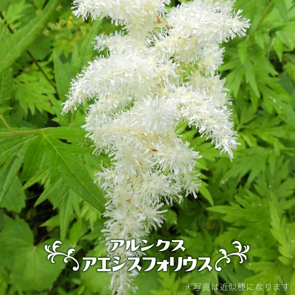 アルンクス アエスシフォリウス 1