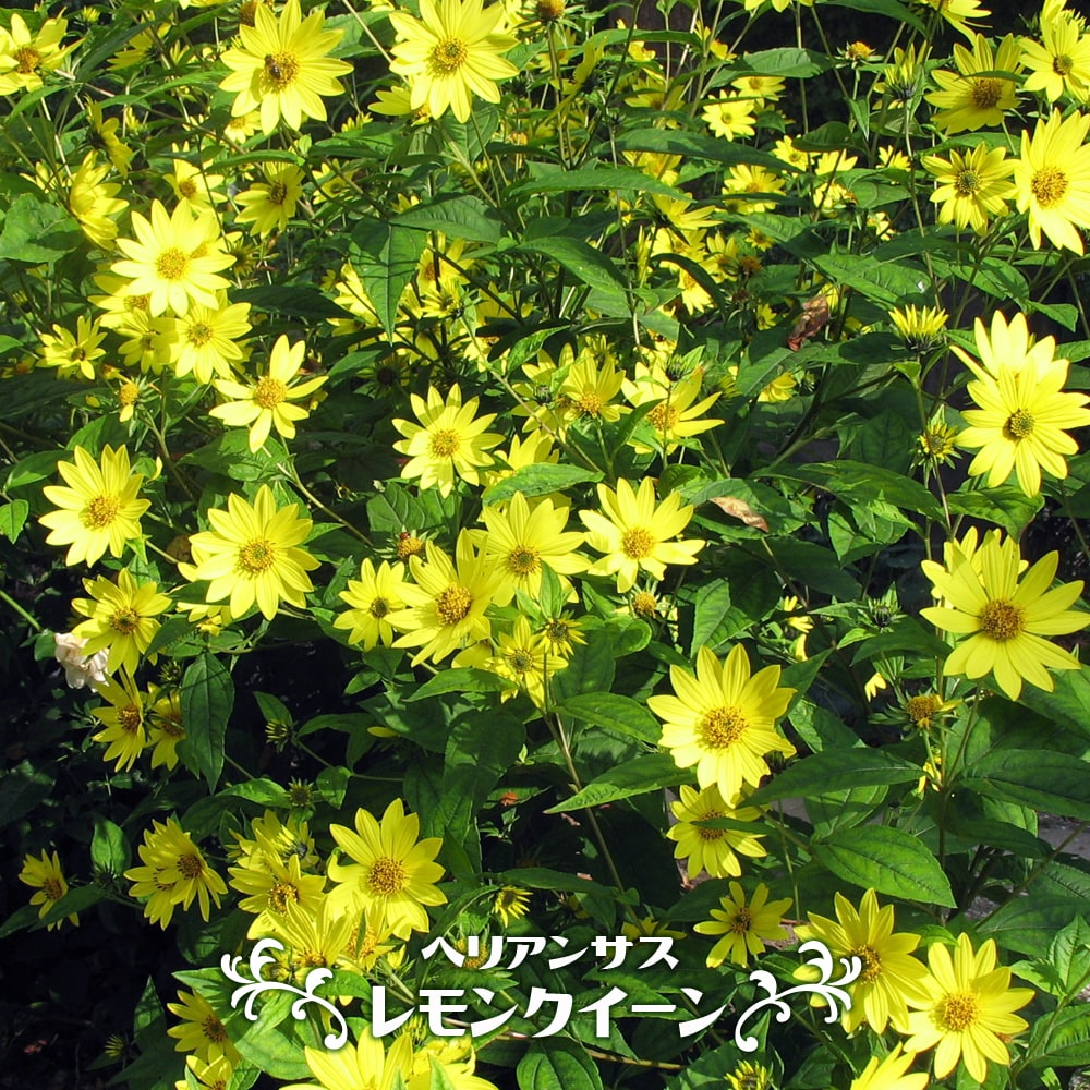 ヘリアンサス レモンクイーン 