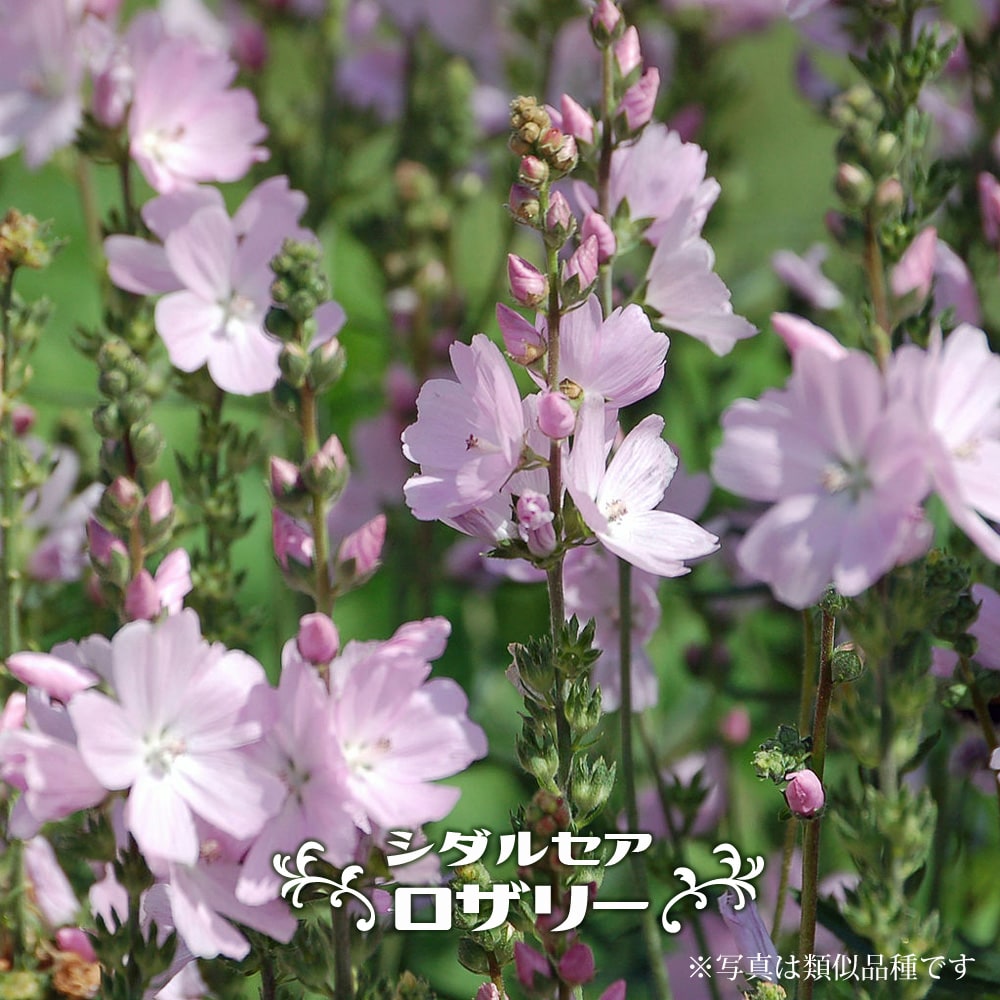 シダルセア ロザリー 