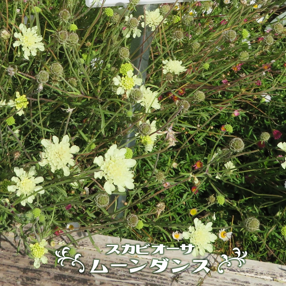 スカビオーサ ムーンダンス 