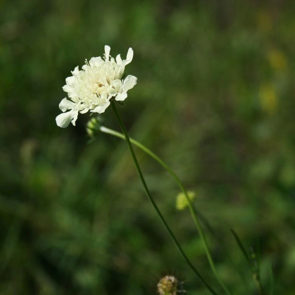 スカビオーサ ムーンダンス 1