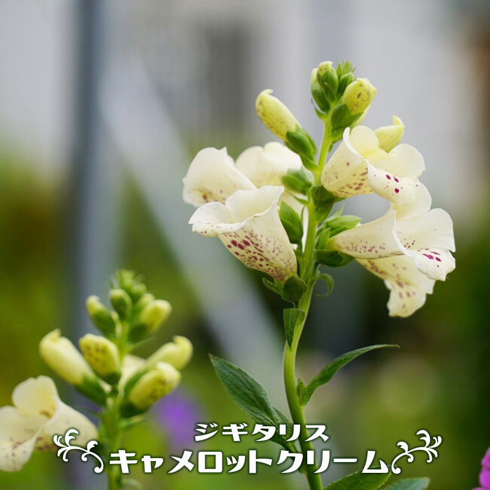 ジギタリス キャメロットクリーム 