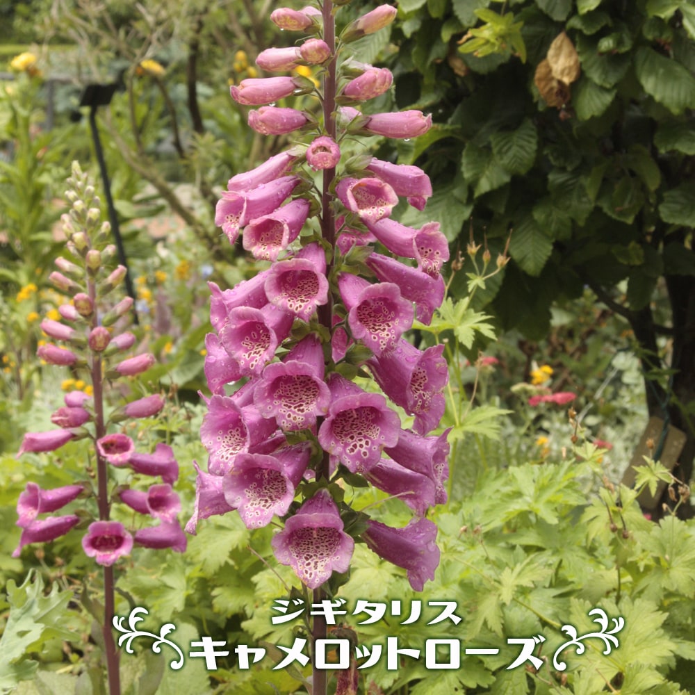 ジギタリス キャメロットローズ 