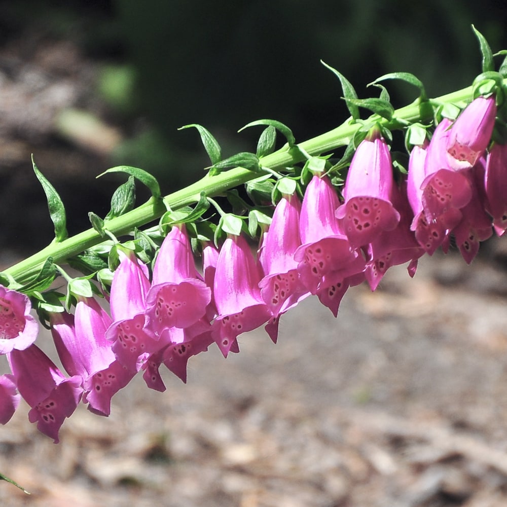 ジギタリス キャメロットローズ 1