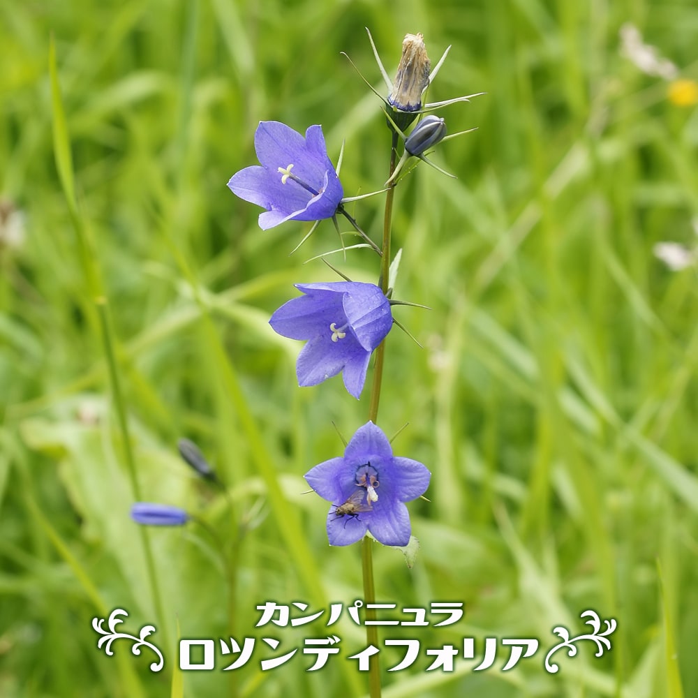 カンパニュラ ロツンディフォリア 