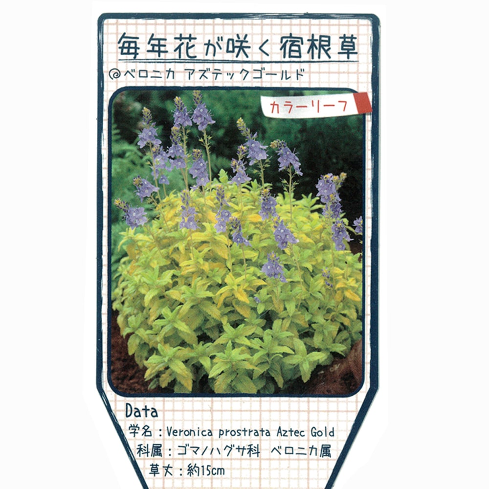 ベロニカ アズテックゴールド のラベル