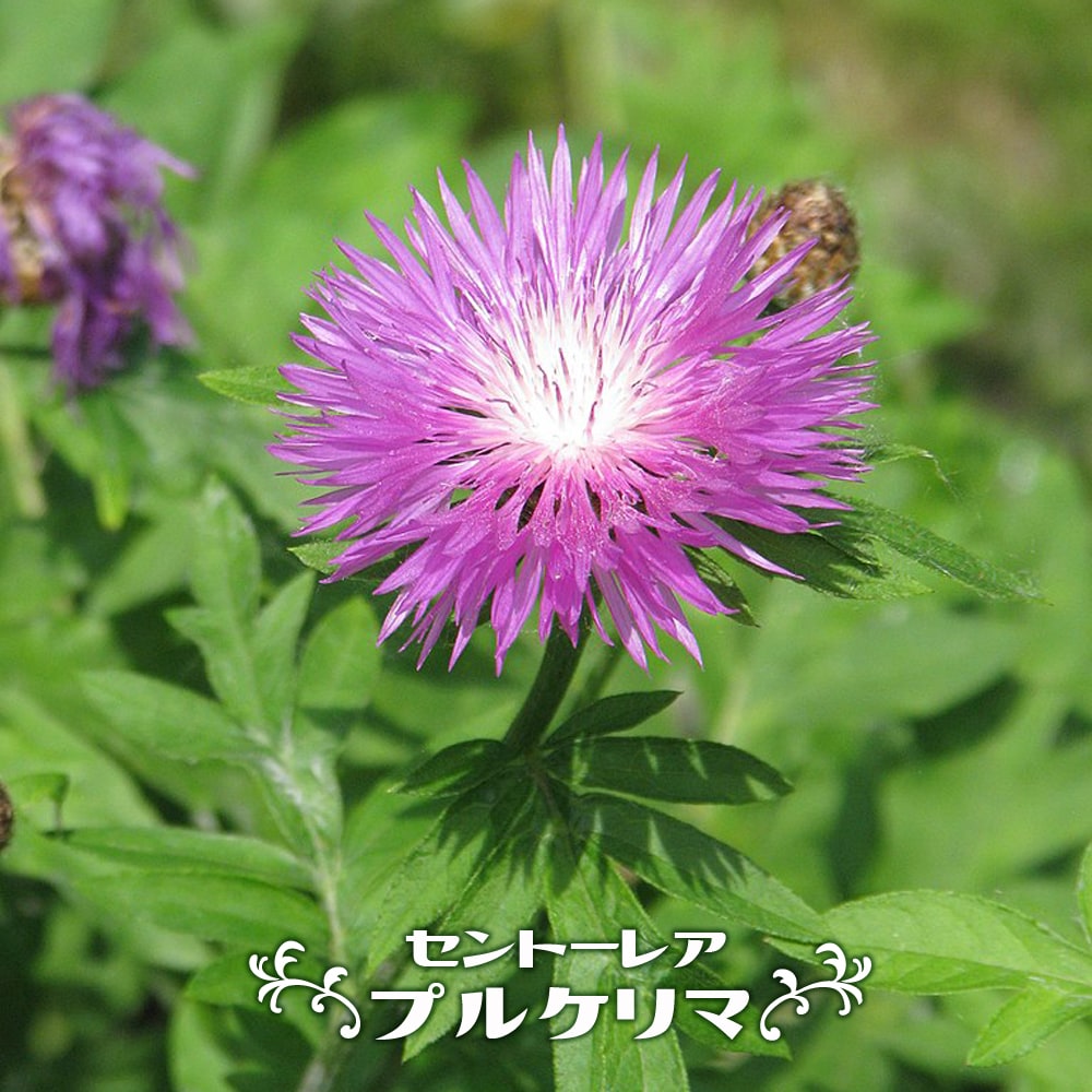 セントーレア プルケリマ 