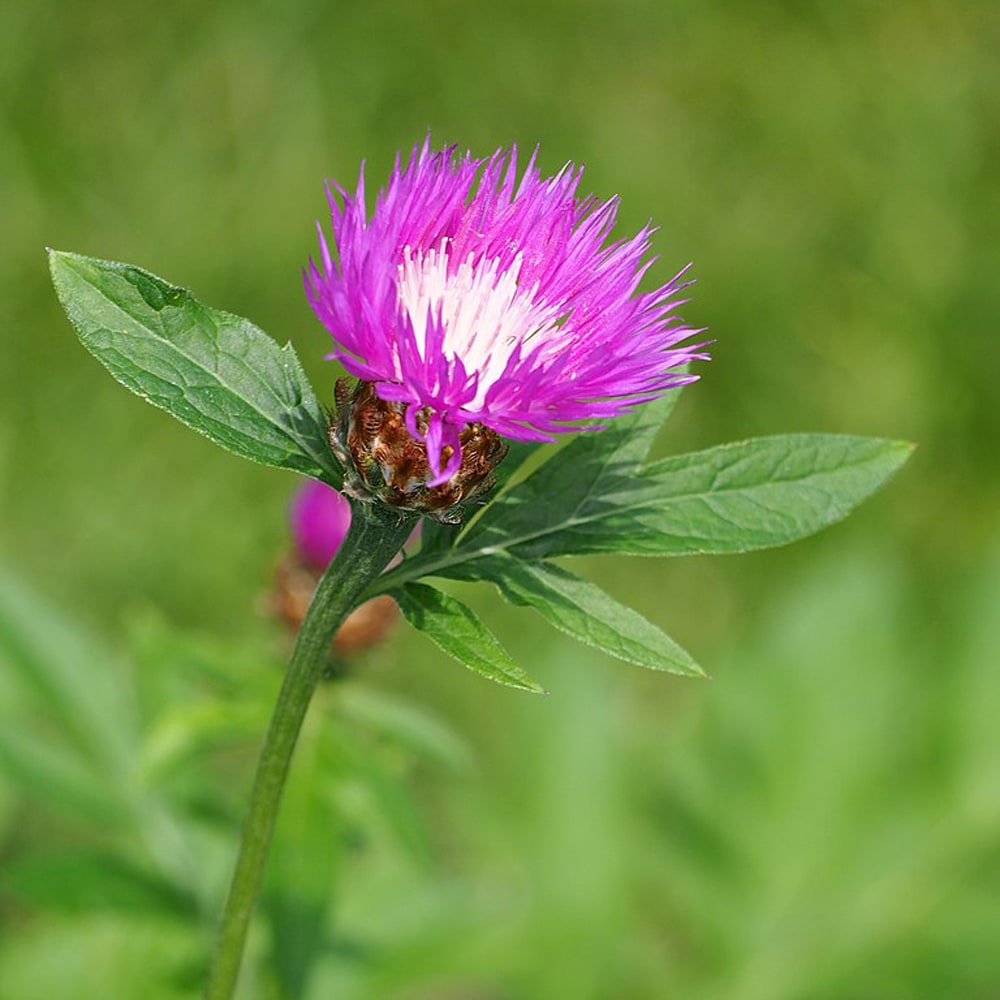 セントーレア プルケリマ 1