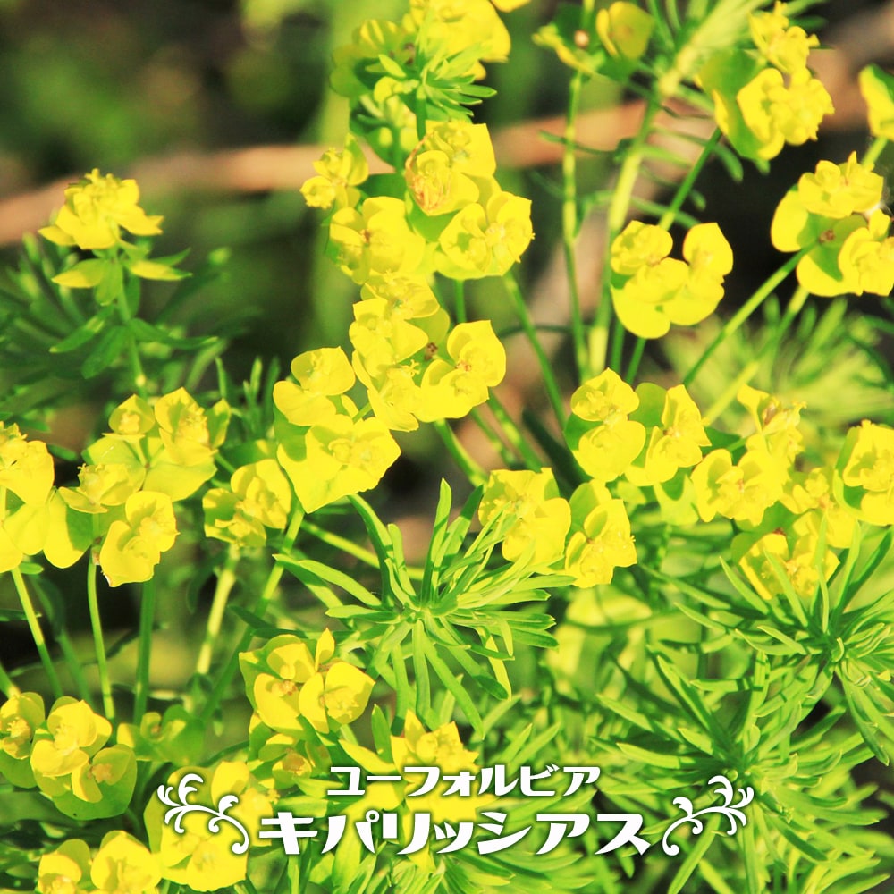 ユーフォルビア キパリッシアス 