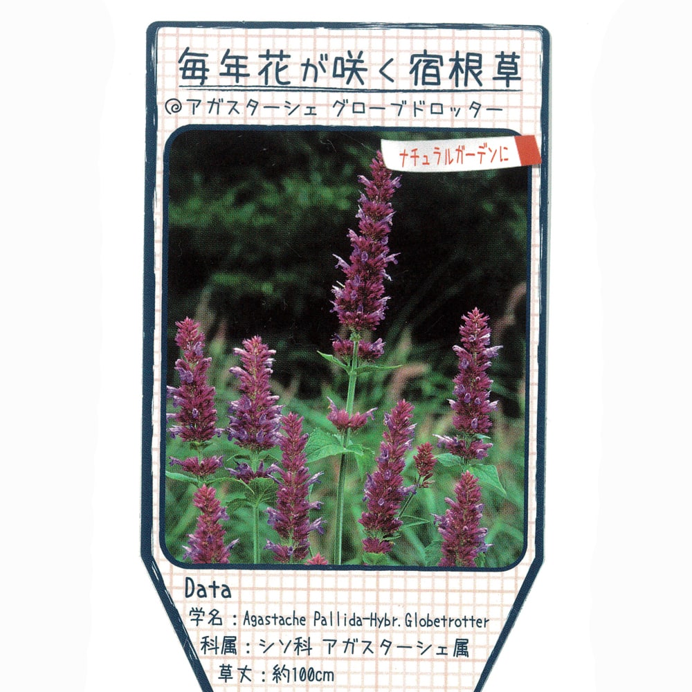 アガスターシェ グローブトロッター 