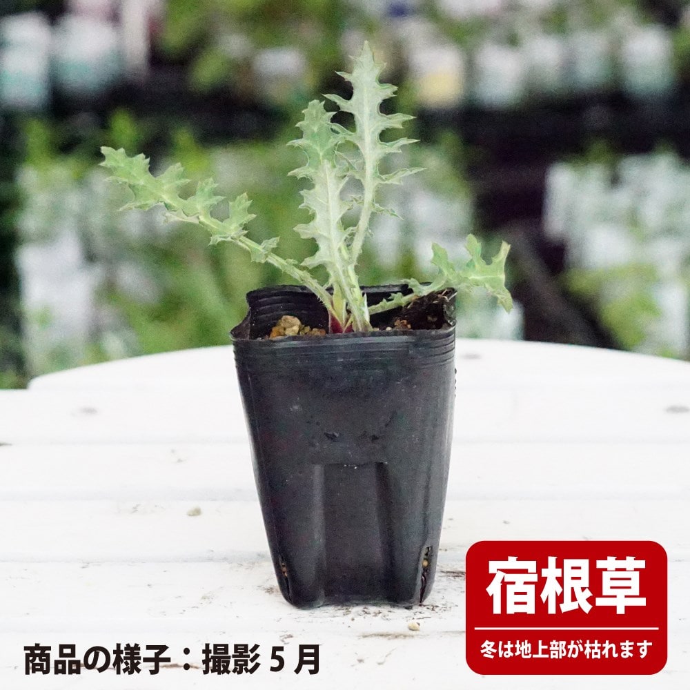 エキノプス （ルリタマアザミ） アークティックグロウ 苗 販売 苗木部