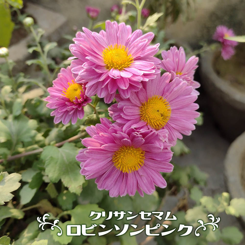 クリサンセマム ロビンソンピンク 