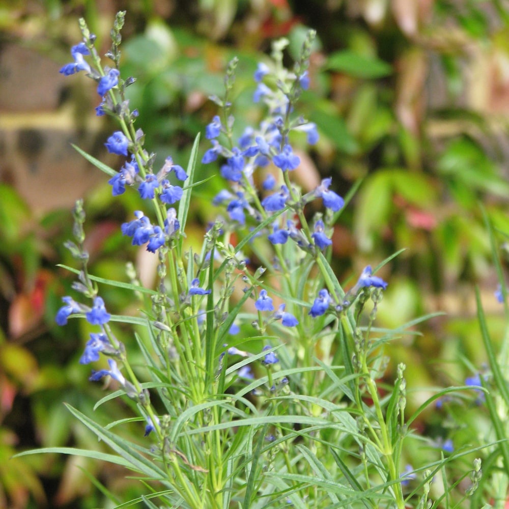 サルビア ウエストテキサスフォーム 